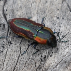 Selagis caloptera at Majura, ACT - 9 Jan 2020