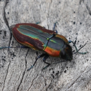 Selagis caloptera at Majura, ACT - 9 Jan 2020 11:00 AM