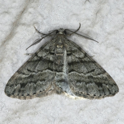 Lipogya eutheta (Grey Bark Moth) at Ainslie, ACT - 9 Jan 2020 by jb2602