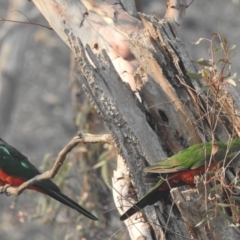 Alisterus scapularis (Australian King-Parrot) at Acton, ACT - 13 Jan 2020 by HelenCross