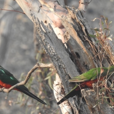 Alisterus scapularis (Australian King-Parrot) at Acton, ACT - 12 Jan 2020 by HelenCross