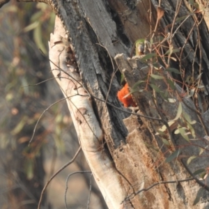 Alisterus scapularis at Acton, ACT - 13 Jan 2020