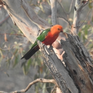 Alisterus scapularis at Acton, ACT - 13 Jan 2020