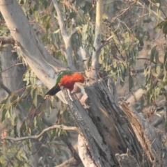 Alisterus scapularis at Acton, ACT - 13 Jan 2020