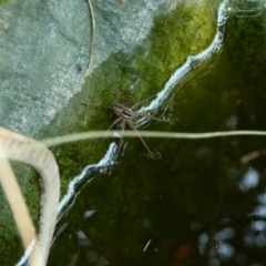 Dolomedes (genus) (Fishing spider) at Hughes, ACT - 13 Jan 2020 by Ct1000