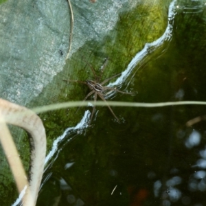 Dolomedes sp. (genus) at Hughes, ACT - 13 Jan 2020