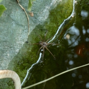 Dolomedes sp. (genus) at Hughes, ACT - 13 Jan 2020