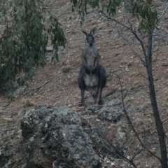 Osphranter robustus robustus (Eastern Wallaroo) at Red Hill Nature Reserve - 12 Jan 2020 by Ct1000