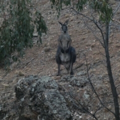 Osphranter robustus robustus (Eastern Wallaroo) at Deakin, ACT - 12 Jan 2020 by Ct1000
