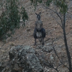 Osphranter robustus robustus (Eastern Wallaroo) at Deakin, ACT - 12 Jan 2020 by Ct1000