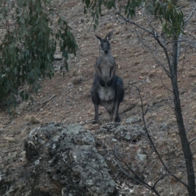 Osphranter robustus robustus (Eastern Wallaroo) at Deakin, ACT - 12 Jan 2020 by Ct1000