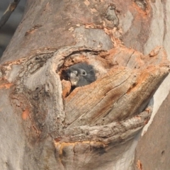 Callocephalon fimbriatum (Gang-gang Cockatoo) at Acton, ACT - 13 Jan 2020 by HelenCross