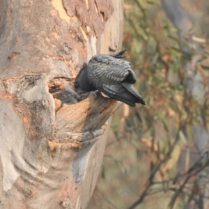 Callocephalon fimbriatum at Acton, ACT - 13 Jan 2020