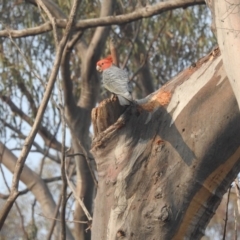 Callocephalon fimbriatum at Acton, ACT - suppressed