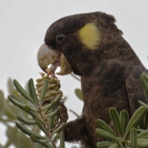 Zanda funerea at Kambah, ACT - 13 Jan 2020