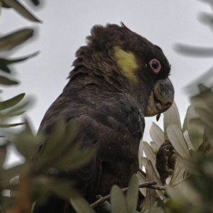 Zanda funerea at Kambah, ACT - 13 Jan 2020