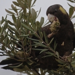 Zanda funerea at Kambah, ACT - 13 Jan 2020 07:34 PM