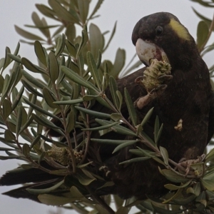 Zanda funerea at Kambah, ACT - 13 Jan 2020 07:34 PM