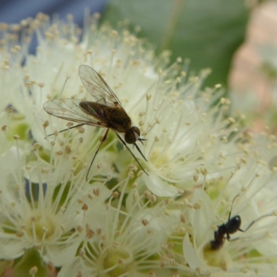 Geron sp. (genus) (Slender Bee Fly) at Yass River, NSW - 9 Jan 2020 by SenexRugosus