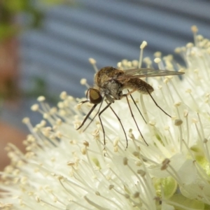 Geron sp. (genus) at Yass River, NSW - 9 Jan 2020