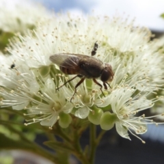 Metallea sp. (genus) at Yass River, NSW - 9 Jan 2020