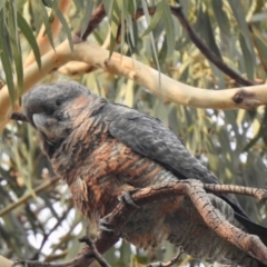 Callocephalon fimbriatum (Gang-gang Cockatoo) at Aranda, ACT - 13 Jan 2020 by KMcCue