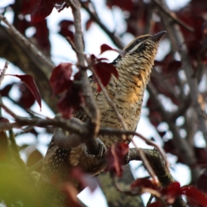 Eudynamys orientalis at Hughes, ACT - 13 Jan 2020