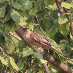 Eudynamys orientalis at Hughes, ACT - 13 Jan 2020