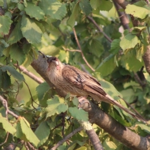 Eudynamys orientalis at Hughes, ACT - 13 Jan 2020