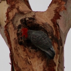 Callocephalon fimbriatum at Hughes, ACT - suppressed