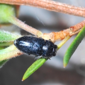 Neocuris pubescens at Cavan, NSW - 7 Dec 2019