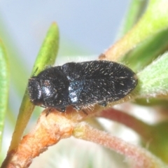 Neocuris pubescens at Cavan, NSW - 7 Dec 2019 11:08 PM