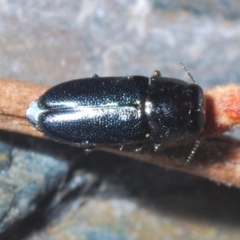 Neocuris sp. (genus) (A jewel beetle) at Burrinjuck, NSW - 8 Jan 2020 by Harrisi
