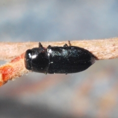 Neocuris sp. (genus) at Burrinjuck, NSW - 8 Jan 2020