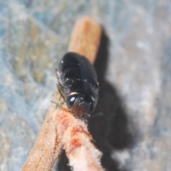 Neocuris sp. (genus) at Burrinjuck, NSW - 8 Jan 2020