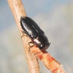 Neocuris sp. (genus) at Burrinjuck, NSW - 8 Jan 2020