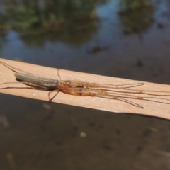 Tetragnatha sp. (genus) (Long-jawed spider) at Gordon Pond - 27 Nov 2019 by michaelb