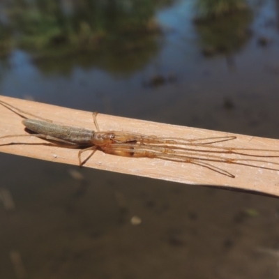 Tetragnatha sp. (genus) (Long-jawed spider) at Gordon, ACT - 27 Nov 2019 by MichaelBedingfield