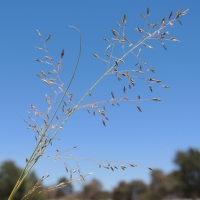 Eragrostis curvula (African Lovegrass) at Gordon Pond - 27 Nov 2019 by michaelb