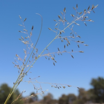 Eragrostis curvula (African Lovegrass) at Gordon, ACT - 27 Nov 2019 by michaelb