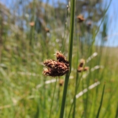 Schoenoplectus pungens (Common Three-Square) at Gordon, ACT - 27 Nov 2019 by MichaelBedingfield