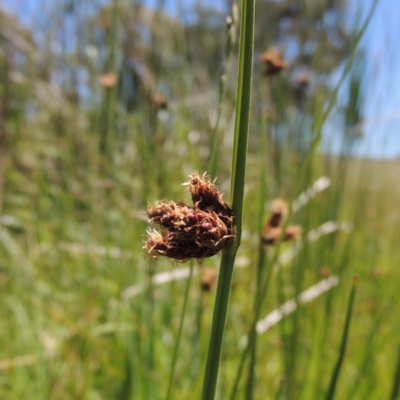 Schoenoplectus pungens (Common Three-Square) at Gordon, ACT - 27 Nov 2019 by MichaelBedingfield