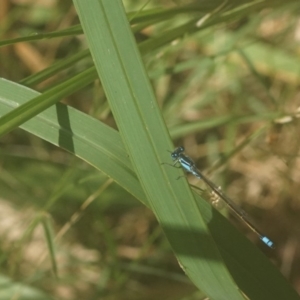 Ischnura heterosticta at Shoalhaven Heads, NSW - 16 Jan 2019 12:08 PM