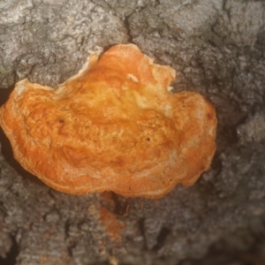 Trametes coccinea at Berry, NSW - 16 Jan 2019 12:54 PM