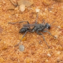 Tachysphex sp. (genus) (Unidentified Tachysphex sand wasp) at Acton, ACT - 13 Jan 2020 by WHall