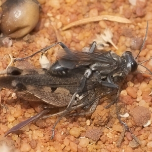 Tachysphex sp. (genus) at Acton, ACT - 13 Jan 2020