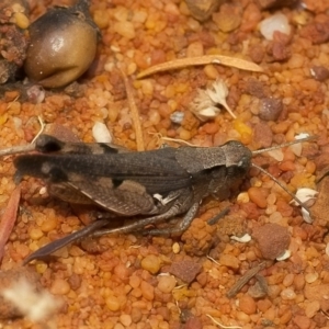 Tachysphex sp. (genus) at Acton, ACT - 13 Jan 2020