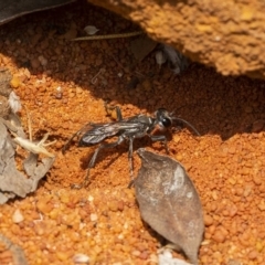 Tachysphex sp. (genus) at Acton, ACT - 13 Jan 2020