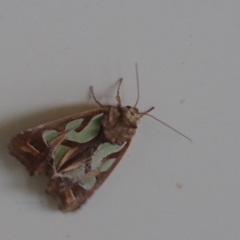 Cosmodes elegans (Green Blotched Moth) at Shoalhaven Heads Bushcare - 5 May 2018 by gerringongTB