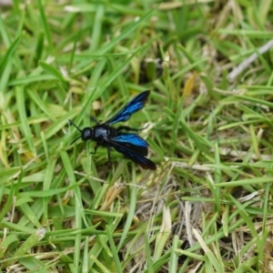 Austroscolia soror at Shoalhaven Heads, NSW - 28 Feb 2019 05:40 PM